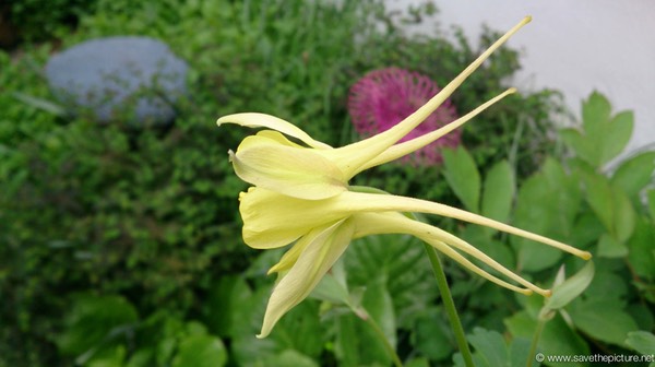 Droog inner garden of flower art