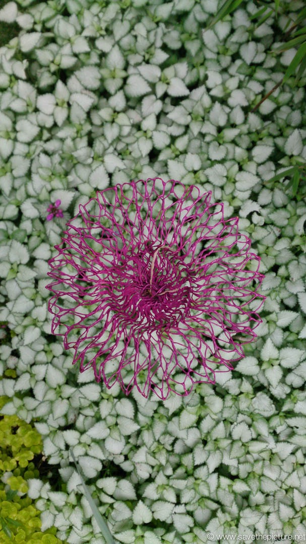 Droog purple garden decoration in green