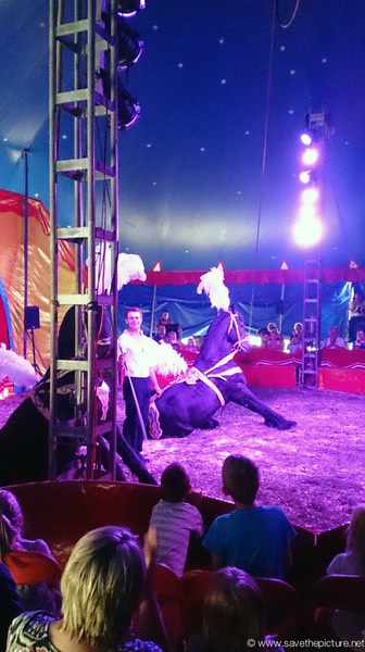 Trained horses in the piste