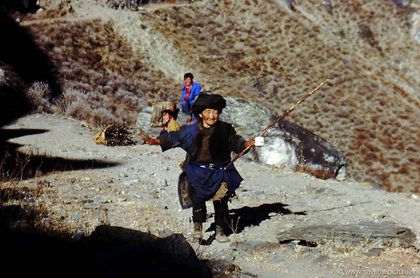 Mountain lion throws stones