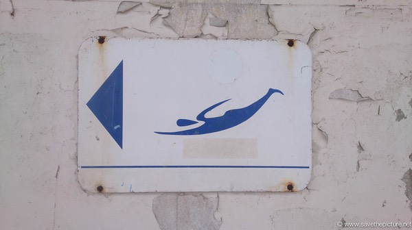 One way swimming at the Ostend coast Belgium