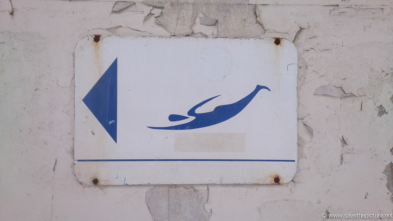 One way swimming at the Ostend coast Belgium