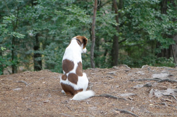 Our Taikiken Guard dog protecting our training spot