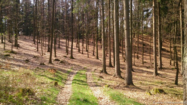 Zamecek surrounding forrest